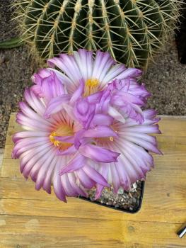 Thelocactus bolaensis